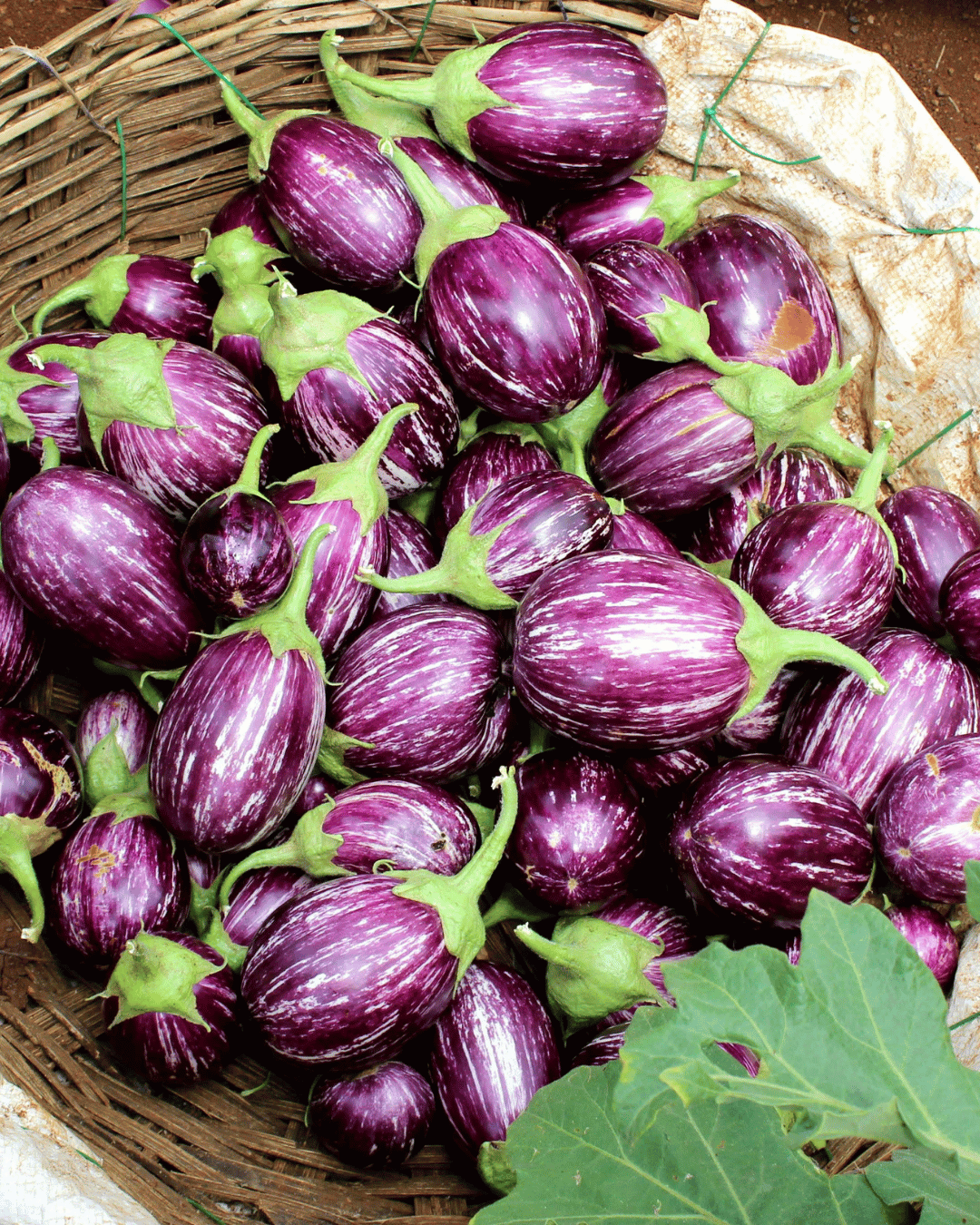 Fresh vegetables – AgriXpree